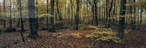 Herbst Wald Schweden