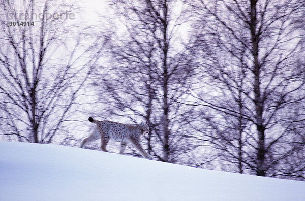 Lynx auf Schnee Untersicht