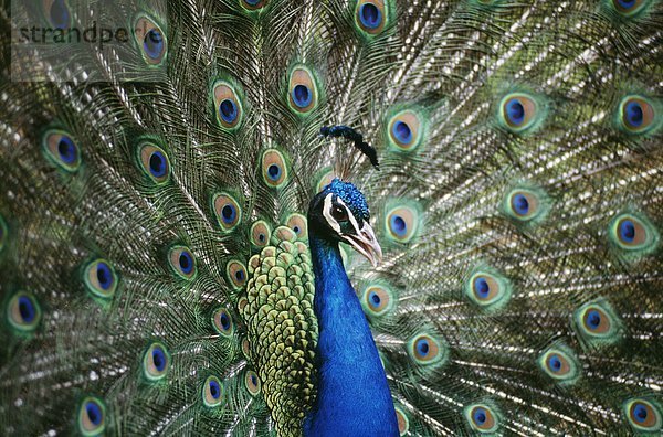Peacock Nahaufnahme