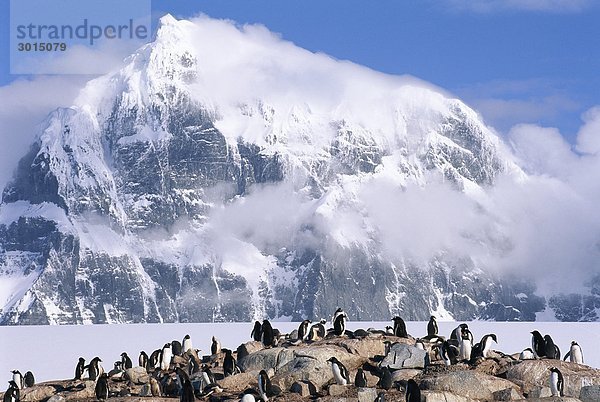 Eselspinguine.