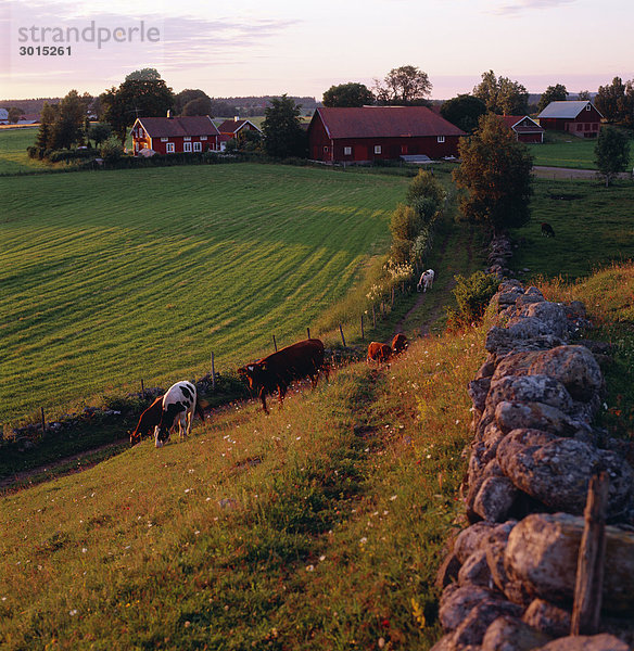 Kühe und eine Farm.