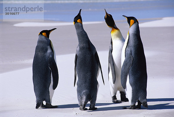 King Pinguinen an einem Strand.