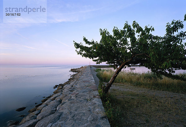 Ein Baum nahe an der Wand am Meer