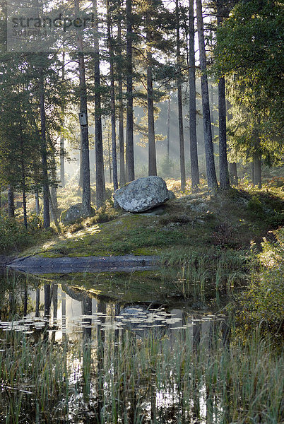 Wald-Teich im Sonnenlicht.
