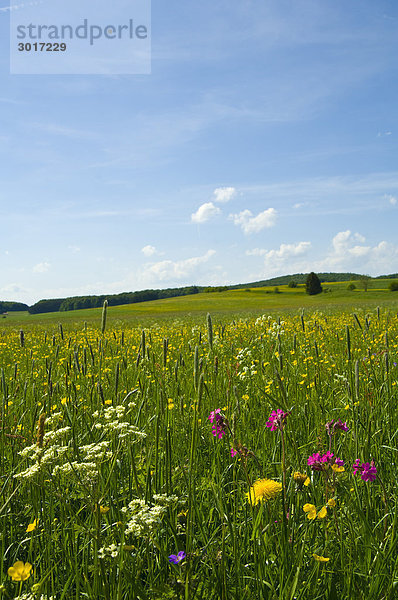 Blumenwiese