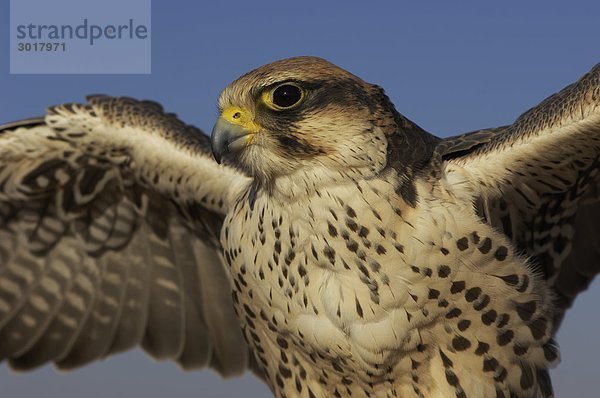 Eine Falconer Falcon close up Captive