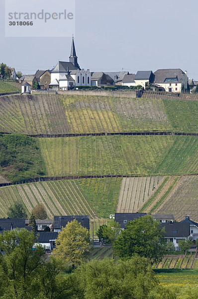 Blick nach Osann-Monzel  Rheinland-Pfalz  Deutschland