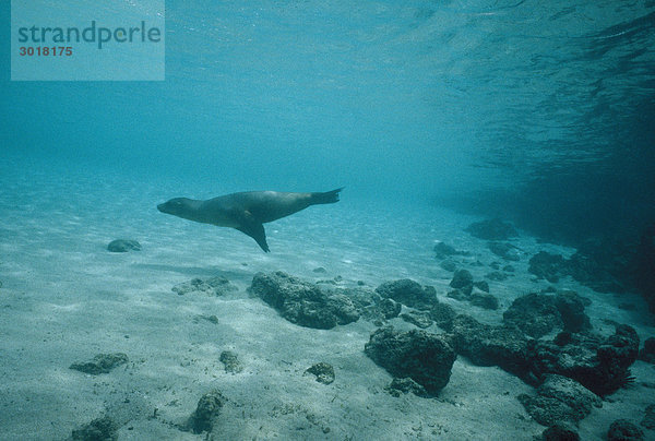 Seelöwe Galapagosinseln Kalifornien