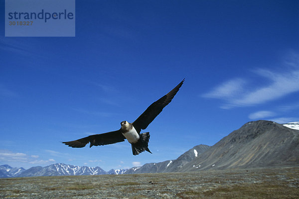 Arctic Skua oder Jaeger Stercorarius Arcticus Verteidigung sein Nest in der Tundra Tschukotka Sibirien Russland