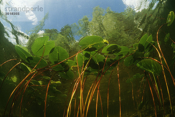 Pflanzen in Unterwasser Seeblick