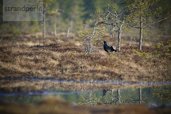 Birkhuhn auf einem Sumpf Schweden.