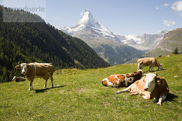 Kühe  die sich auf einem Hügel ausruhen