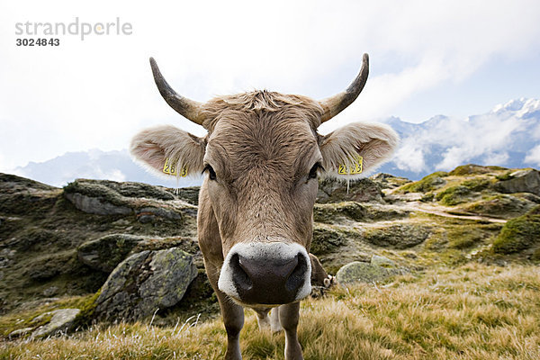 Kuh im Schweizer Feld
