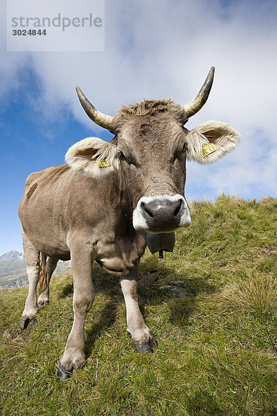 Kuh auf einem Schweizer Hang