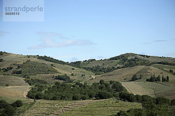 Banyul Weinberge