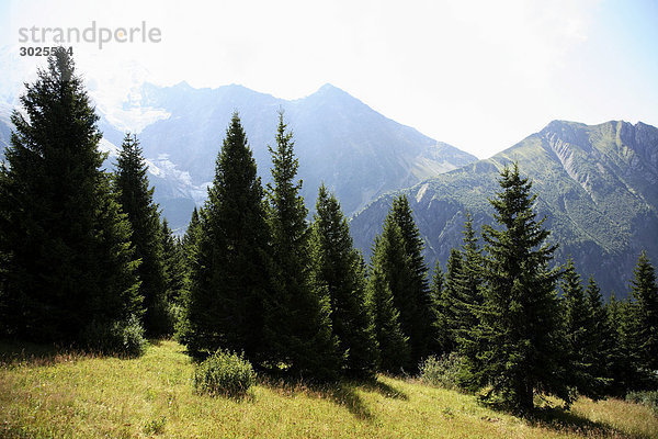 Koniferen und Mont Blanc