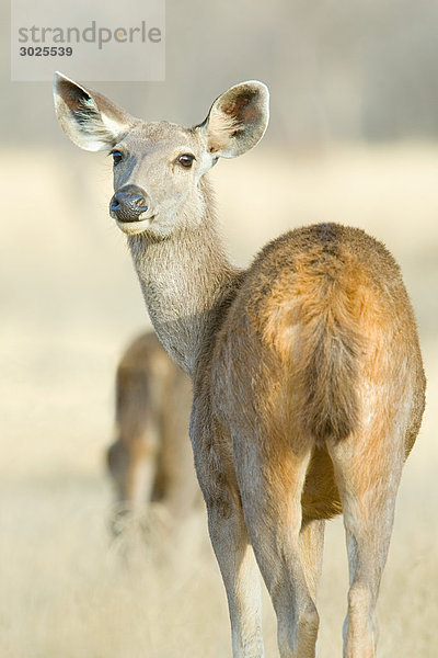 Wilde Sambarhirsche