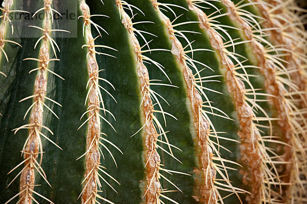 Spikes auf einem Kaktus