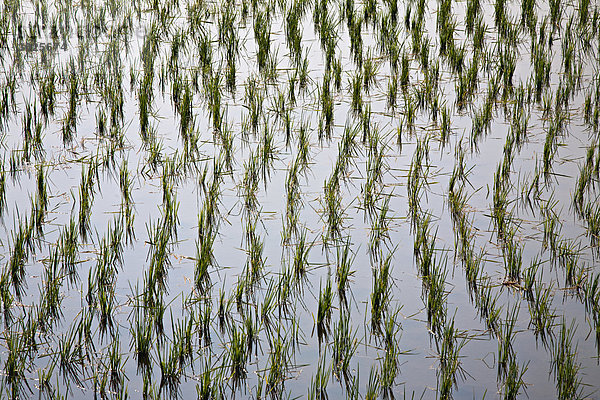 Ein Reisfeld