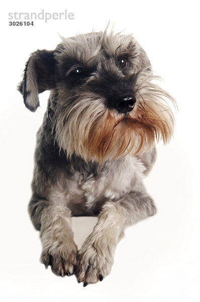 Schnauzer  Haushund  Portrait