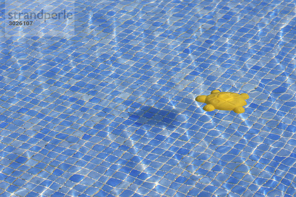 Spielzeugschildkröte im Schwimmbad  erhöhte Ansicht