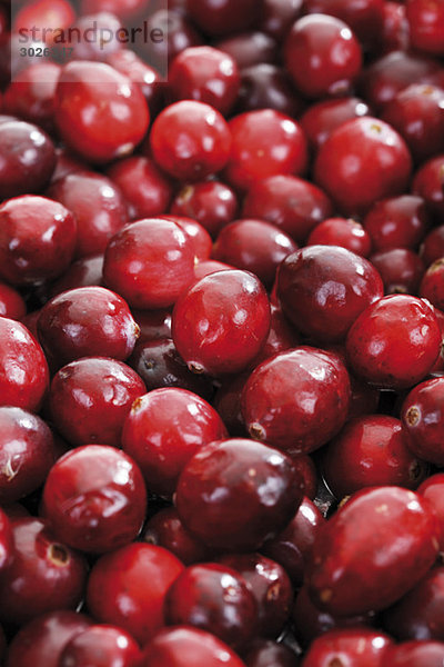 Cranberries (Vaccinium macrocarpon)  Vollrahmen
