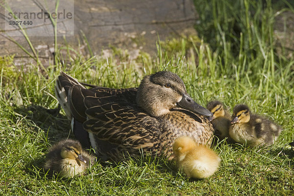 Stockente mit Entenküken (Anas platyrhynchos)