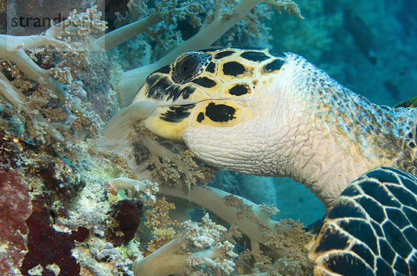 Ägypten  Rotes Meer  Karettschildkröte (Eretmochelys imbricata) mit Weichkorallen  Nahaufnahme