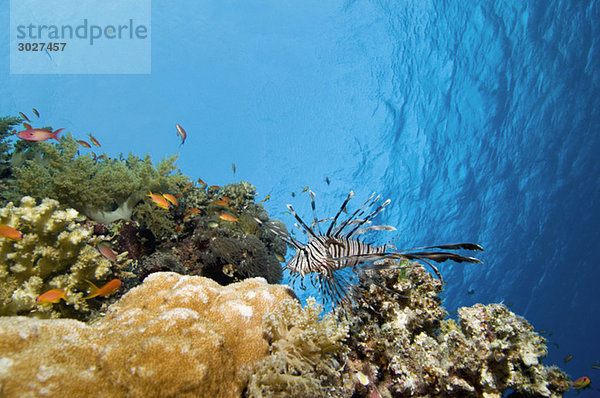 Ägypten  Rotes Meer  Löwenfische (Pterois volitans) und Korallenbarsche (Cephalopholis miniatus)