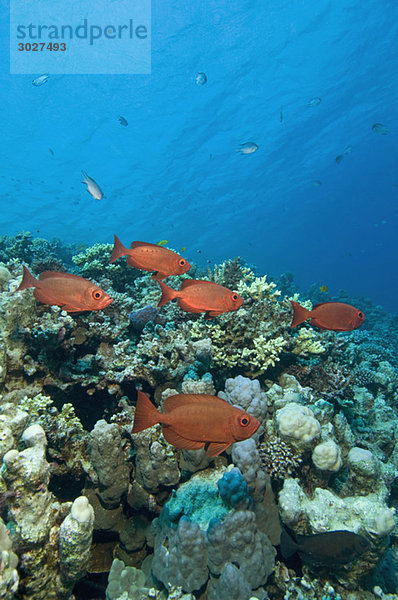 Ägypten  Rotes Meer  Großaugen (Priacanthus hamrur)
