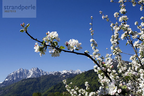 Austria  Tyrol  Apple blossom in spring