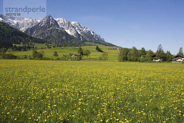 Austria  Tyrol  Kaisergebirge  Dandelion meadow in spring