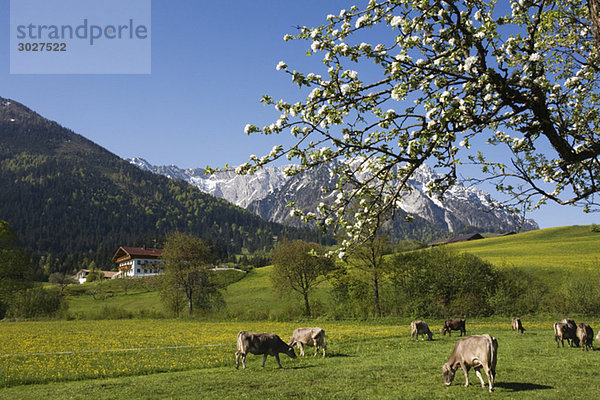 Austria  Tyrol  Kaisergebirge  Cattle herd on mountain pasture
