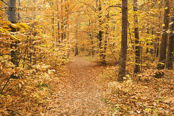 Deutschland  Rheinland-Pfalz  Holz  Herbstfarben