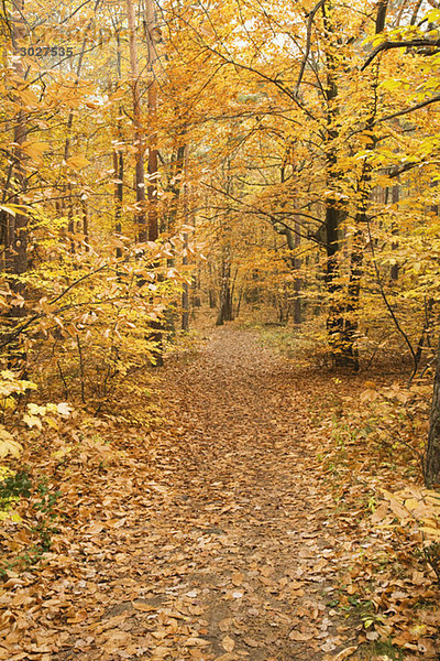 Deutschland  Rheinland-Pfalz  Holz  Blätter  Herbstfarben