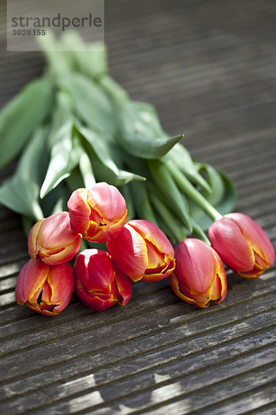 Tulpenstrauß (Tulipa)  erhöhte Ansicht