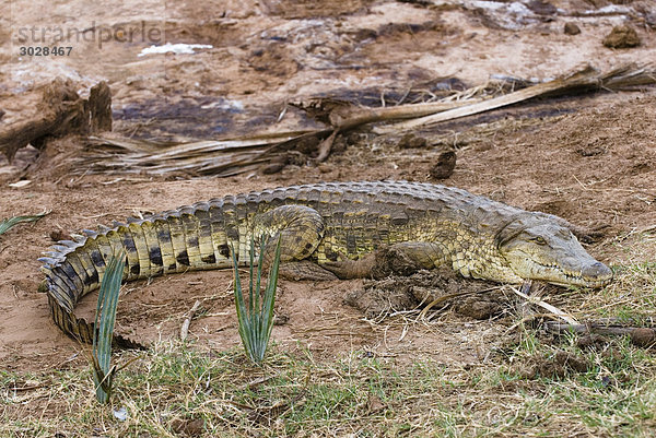 Nilkrokodil (Crocodylus niloticus)  Kenia  Afrika