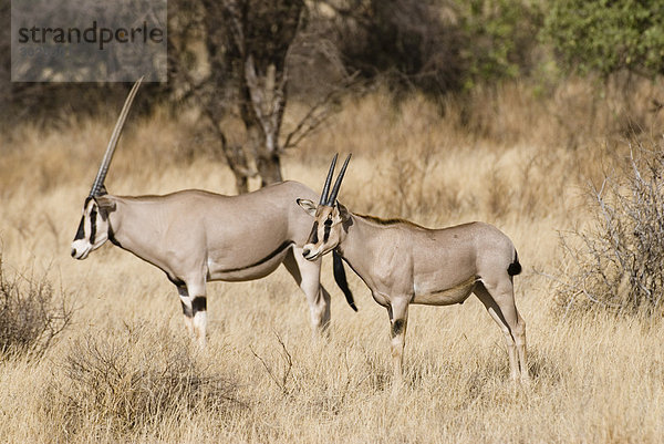 Zwei Ostafrikanische Oryxantilopen (Oryx beisa)  Kenia  Afrika  Seitenansicht