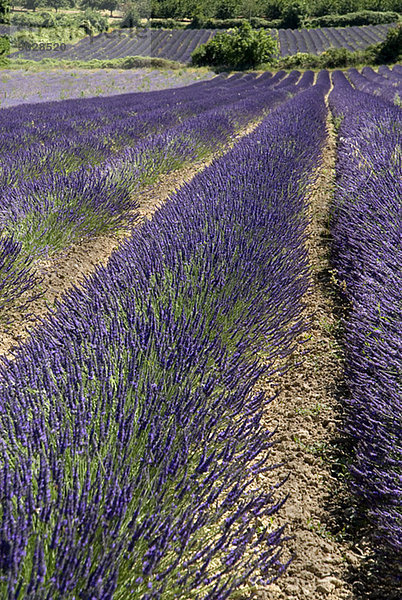 Frankreich  Provence  Auribeau  Lavendelfelder