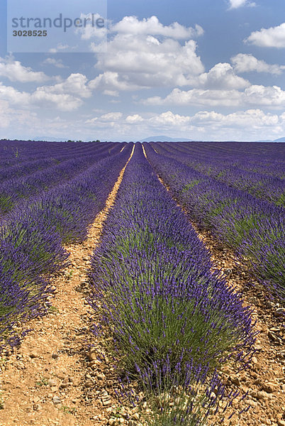 Frankreich  Provence  Valensole  Lavendelfelder