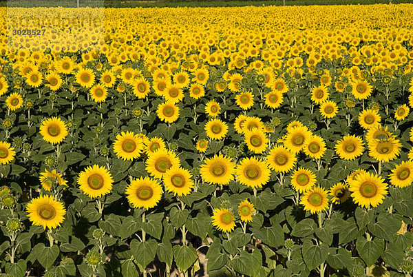 Frankreich  Provence  Rognes  Sonnenblumenfeld