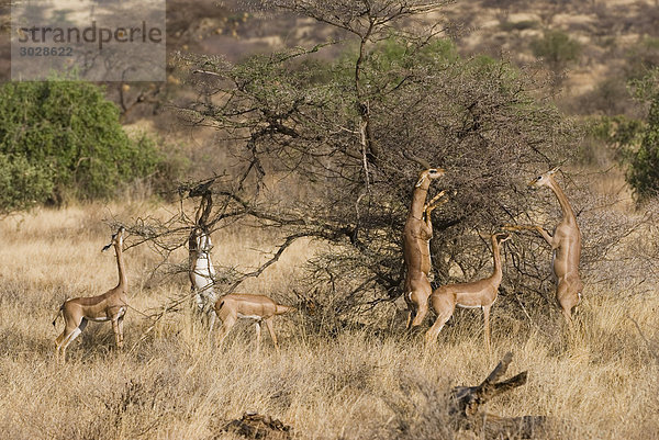 Giraffengazellen (Litocranius walleri) fressend  Samburu National Reserve  Kenia