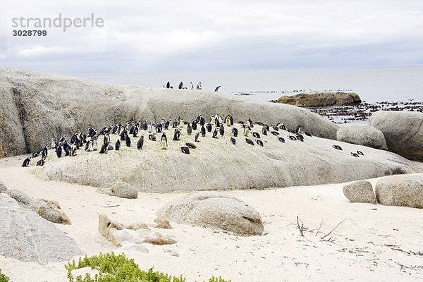 Afrika  Kapstadt  Boulder Beach  Jackass Pinguine (Speniscus demersus) entlang der Küste