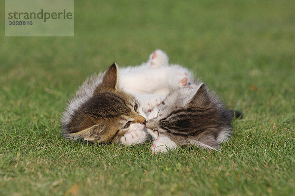 Germany  Bavaria  Two kittens lying in meadow