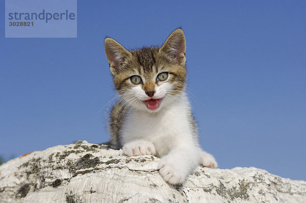 Germany  Bavaria  Kitten lying on rock