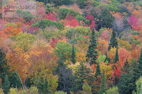 Kanada  Ontario  Wald im Herbst  erhöhte Aussicht