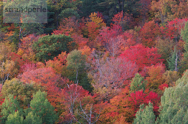 Kanada  Ontario  Wald im Herbst  erhöhte Aussicht