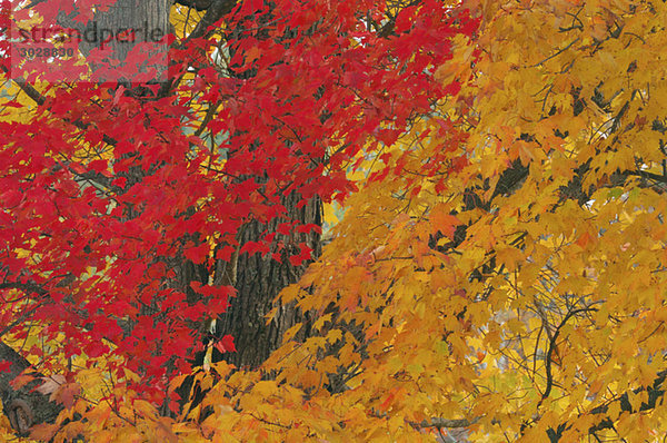 USA  New Hampshire  Ahornbäume (Acer spec.) im Herbst