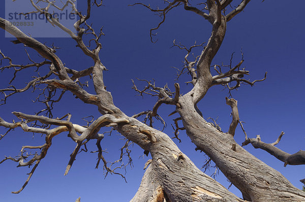 USA  Utah  Alter Baum gegen blauen Himmel  Tiefblick  Nahaufnahme