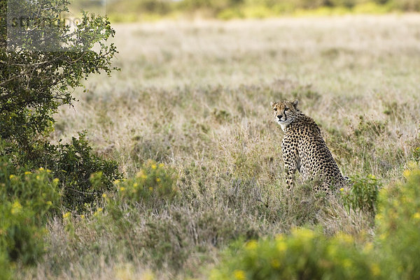 Gepard (Acinonyx jubatus) sitzend  Kenia  Afrika